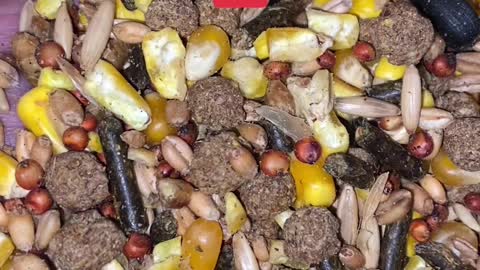 Showtime Gamecock Feed