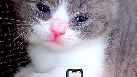 The kitten is jealous #Of macro # cat # of macros