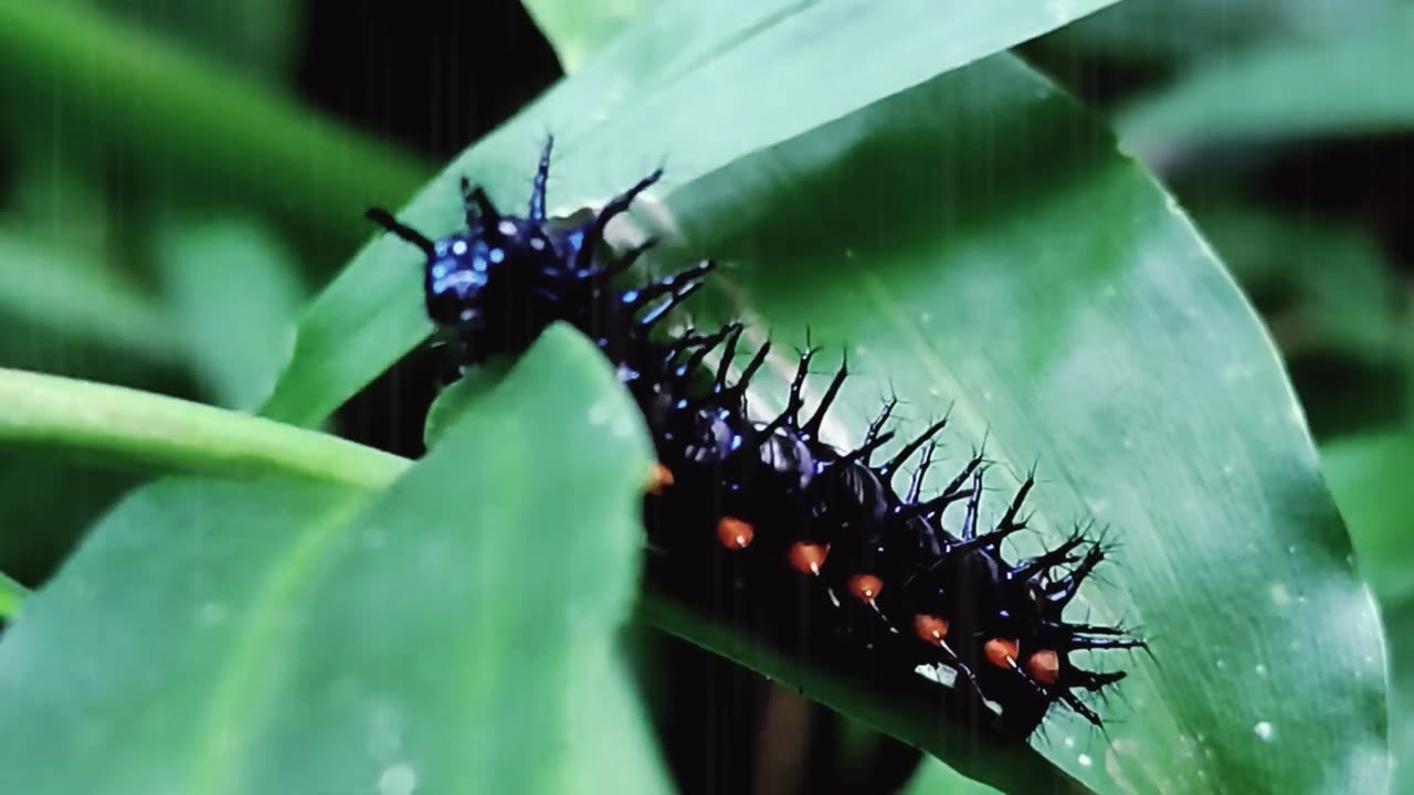 Don't touch this caterpillar in the forest