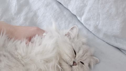 White Cat Lying Down on Bed