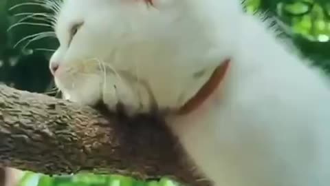 🙏❤️🎉🎉🎉🎊🎊🎊️SWEET AND FUNNY PETS SHOTS 🙏❤️❤️🎉🎉🎉🎊🎊🎊
