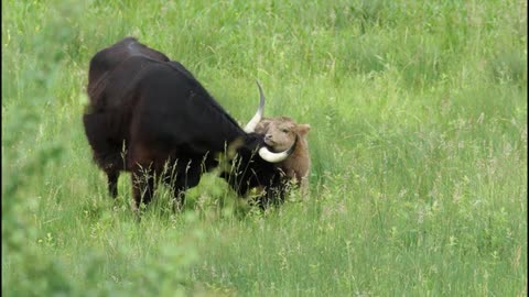 Hochlandrinder mit Kalb