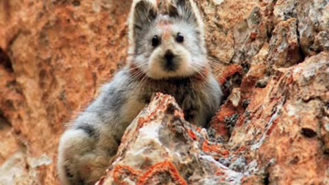 cute animal