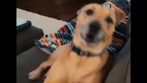 the most dramatic dog