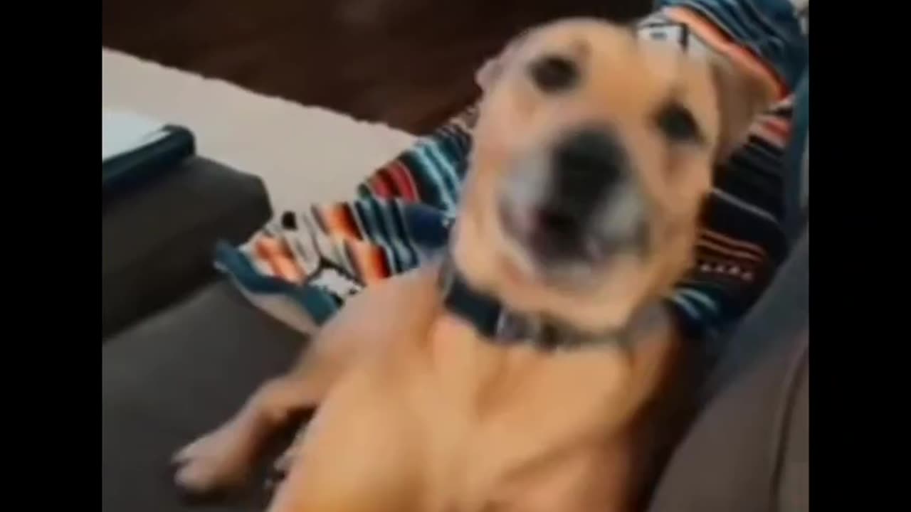 the most dramatic dog