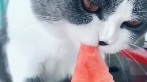 #asmr #asmrsounds #cat #cute #kitty #catsoftiktok #foryou #fyp