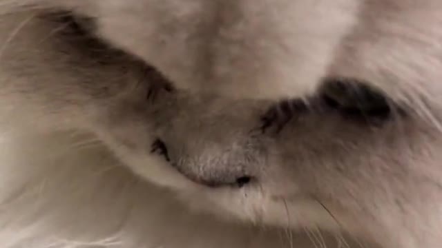 A Kitty can have a bad heart and gallbladder son # charge