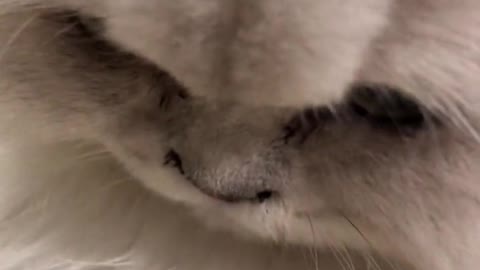 A Kitty can have a bad heart and gallbladder son # charge