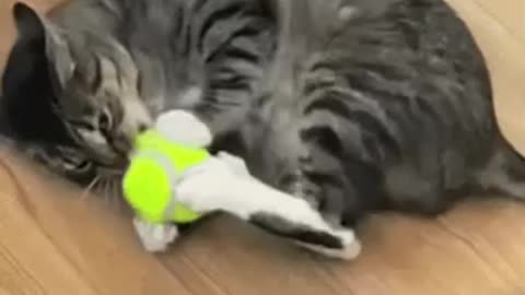 Cute Cat Gif