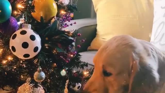 Cheech’s first taste of the magic of Christmas