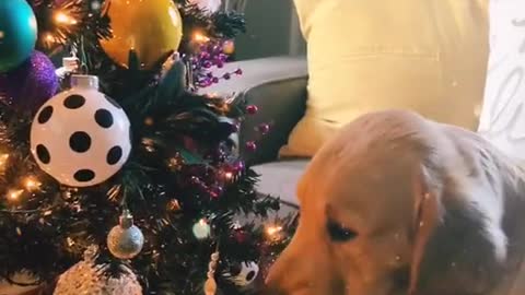 Cheech’s first taste of the magic of Christmas