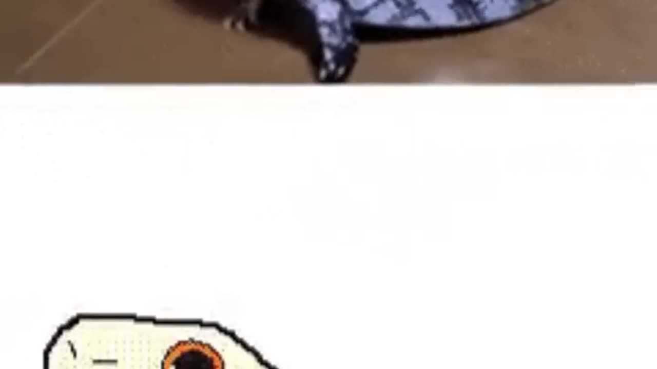 Night dancer animals - Animals edit - Credit- kekeflipnote