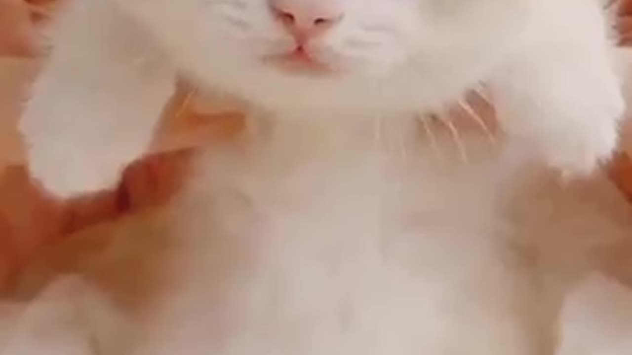 Cute kitten meowing