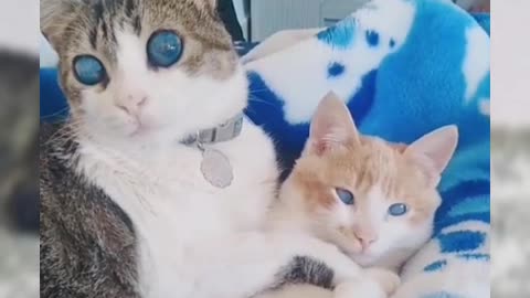 Cute Cats !!