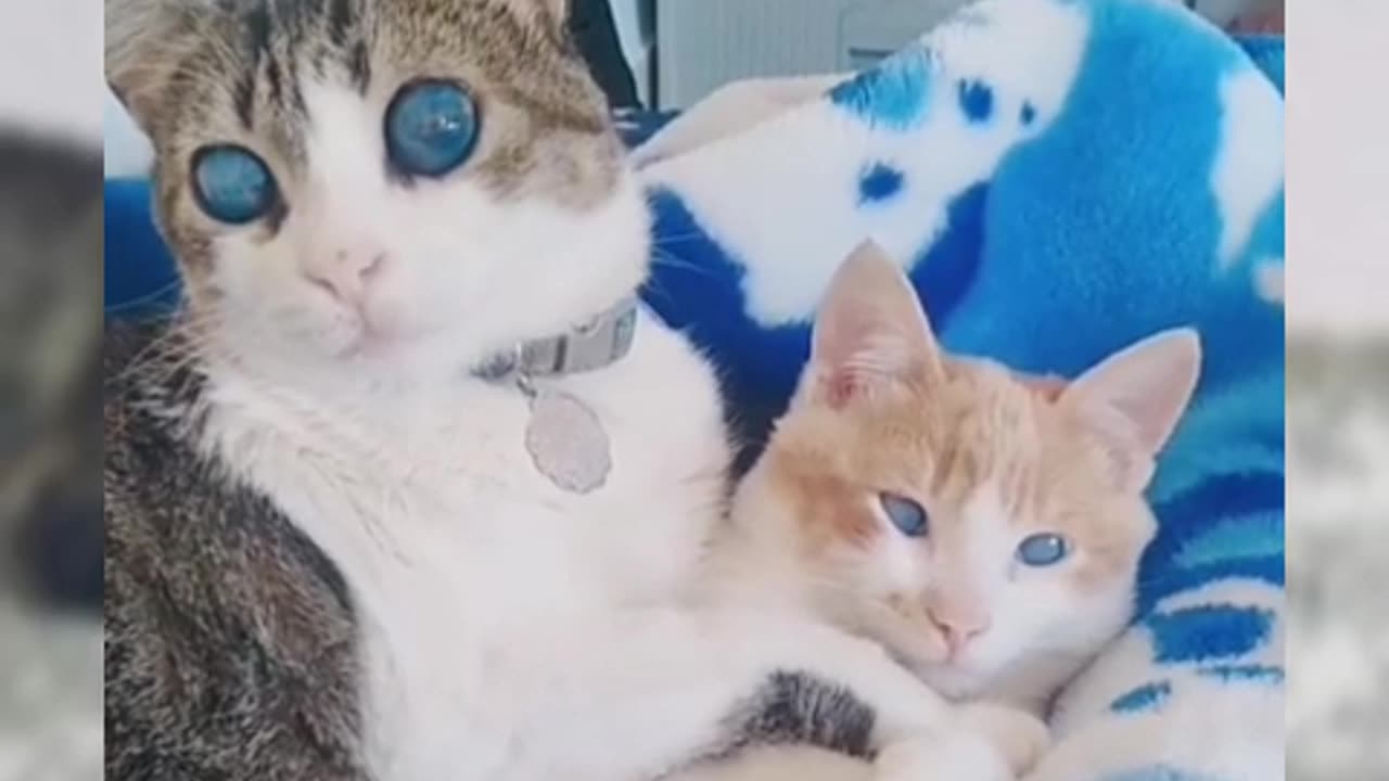 Cute Cats !!