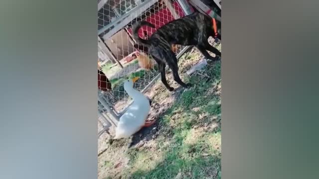 Funniest Animals 2022 π Best Funny Cats and Dogs πΊπΆ