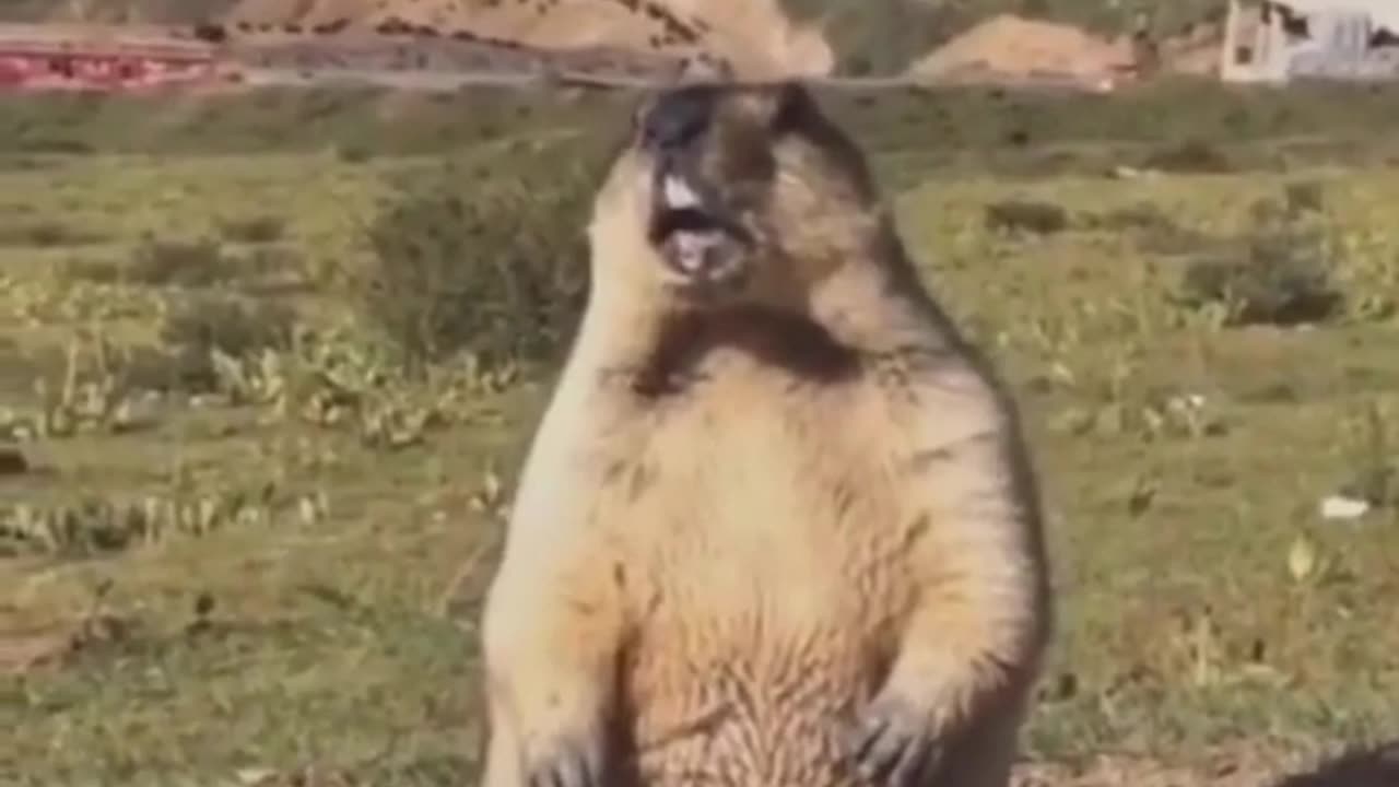 cute and funny animals