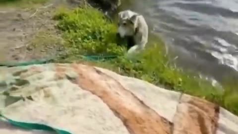 Cute Cats And Dogs Funny Video