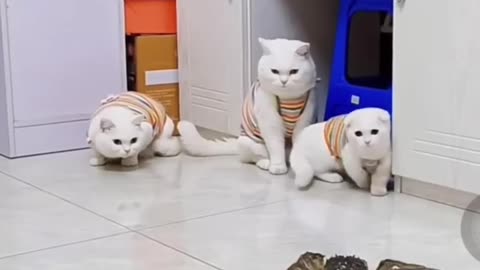 Brave cat #Shorts #248