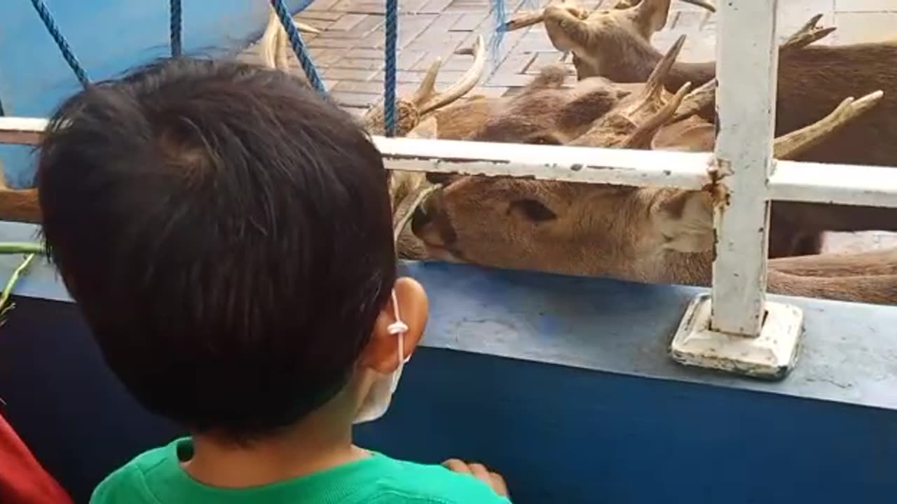 Feed the deer in the flora garden