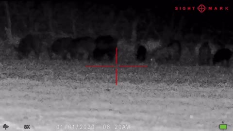 Hog Hunting