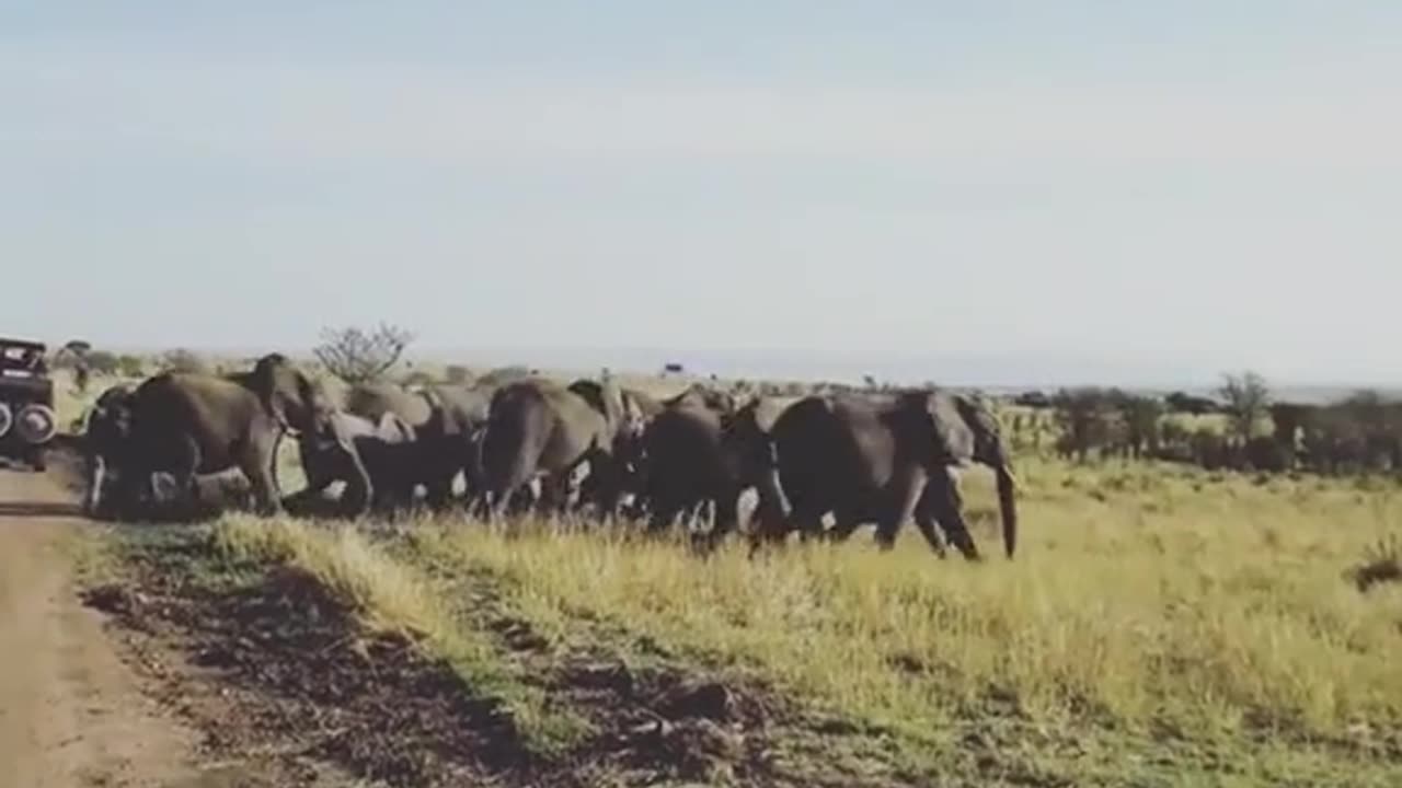 A herd of elephants are running