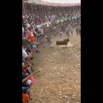 Video: Muere joven tras ser corneado por toro en corraleja