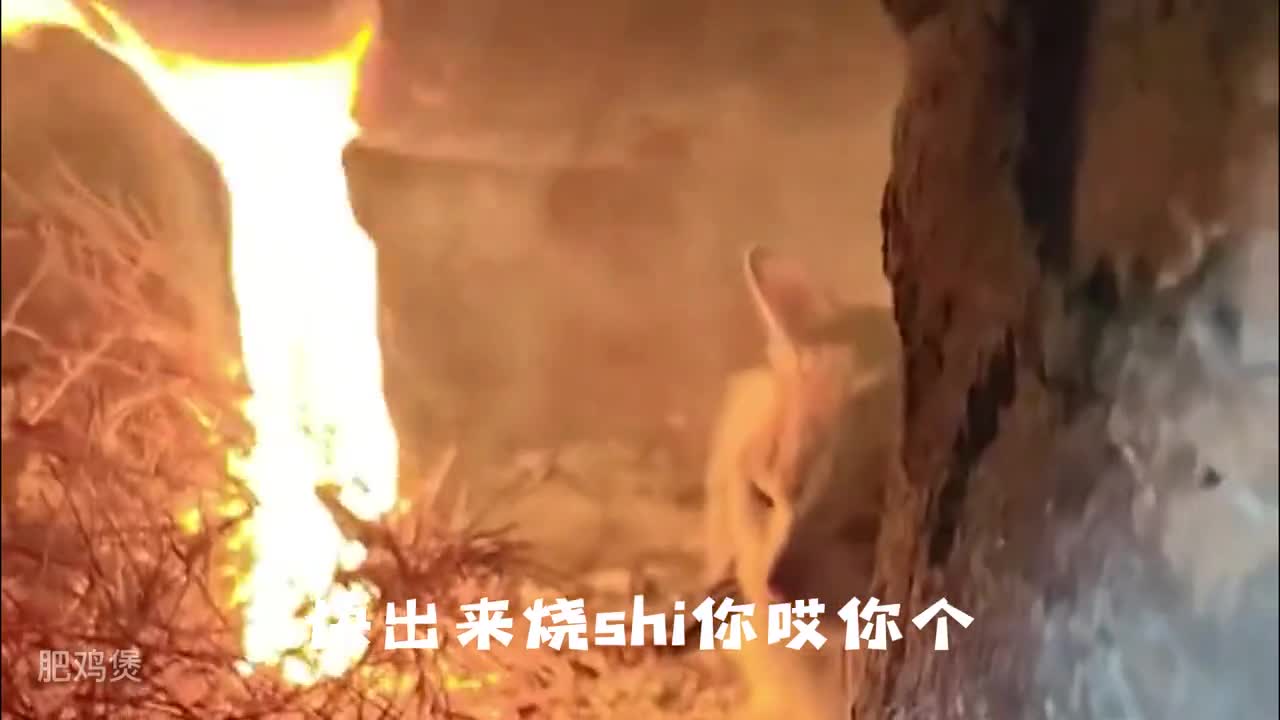 Cat it's too warm, I won't come out. Mp4