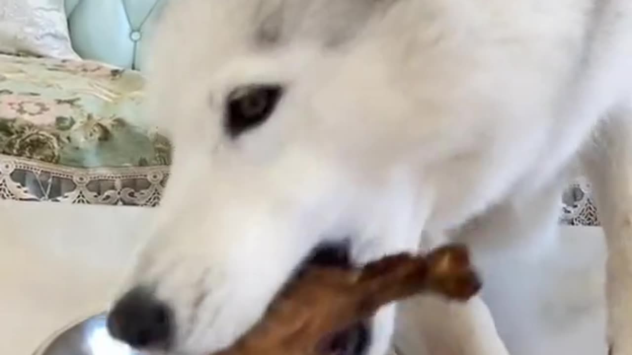 A greedy dog, do you like it # this dog