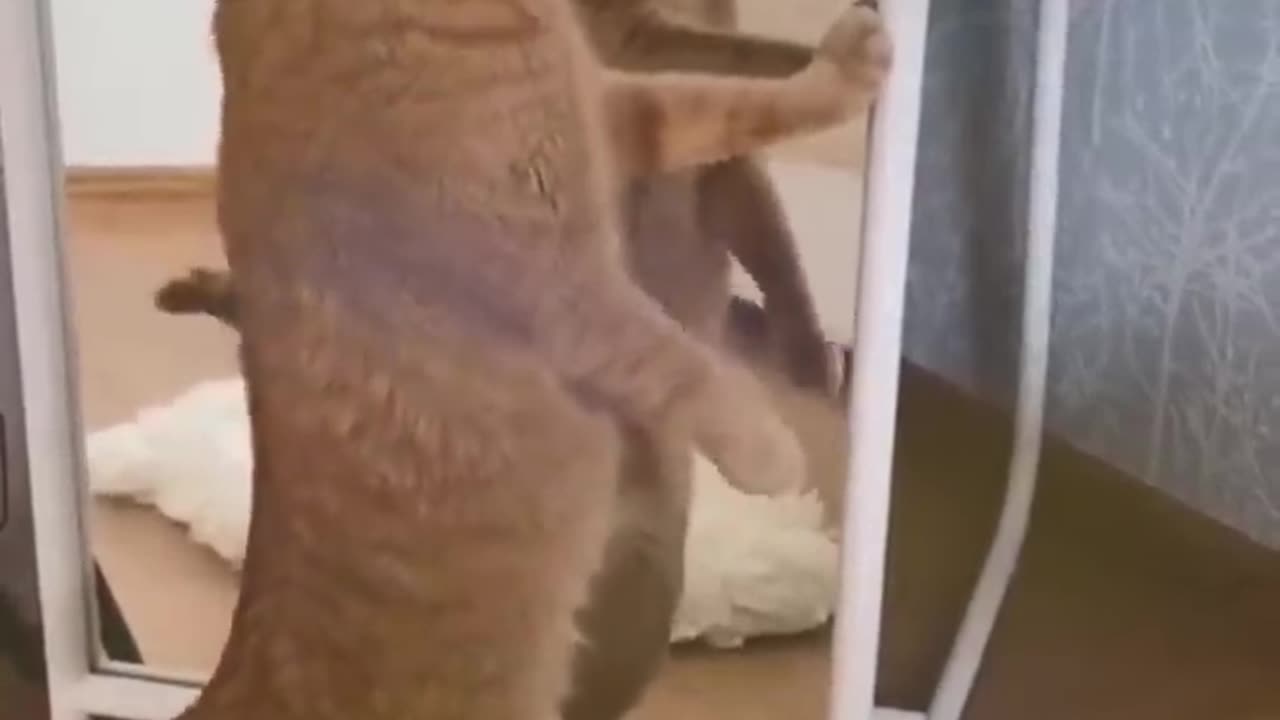 Funny animals