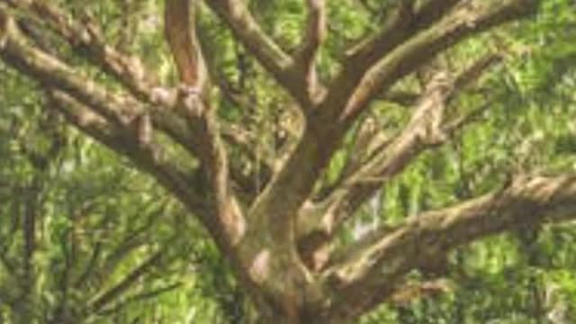 Relaxing Silent In forest Data Master