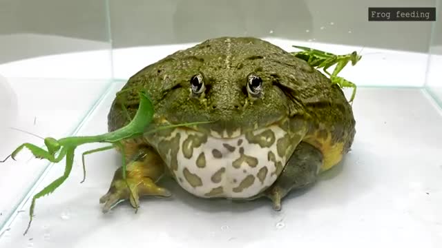 Mortal Battle Of Giant Mantis Vs Pacman Frog / Pacman Frog , African Bullfrog 【LIVE FEEDING】