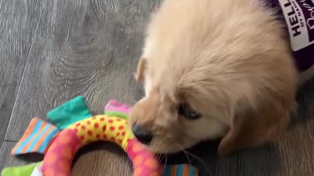 What having a Puppy is Really like!