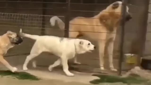 Animal videos are short video clips