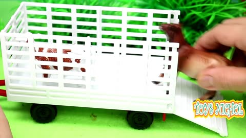 Cows get Into the Truck to be Taken to the City Farm in Afternoon