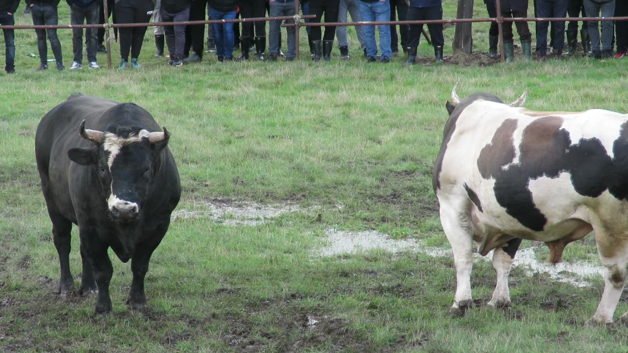 Kondor od Šašana vs Šaronja od Crne Mambe