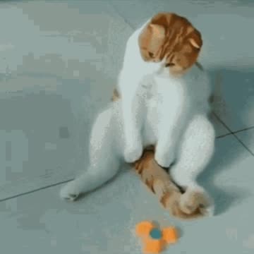 Cute Cat Gif