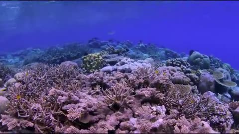 The Breathtaking Beauty of Nature | HD
