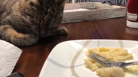 Funny Cats Will Make You Laugh For Hours!!! NEW 2023!