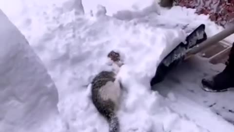 Cat enjoying snow