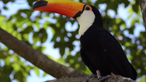 Birds _ Owl _ Peacock _ Eagle _ Parrot _ Free HD Videos - stock footage