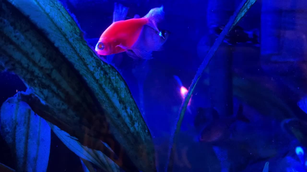 New Blue Light, Brings Out Glofish colors