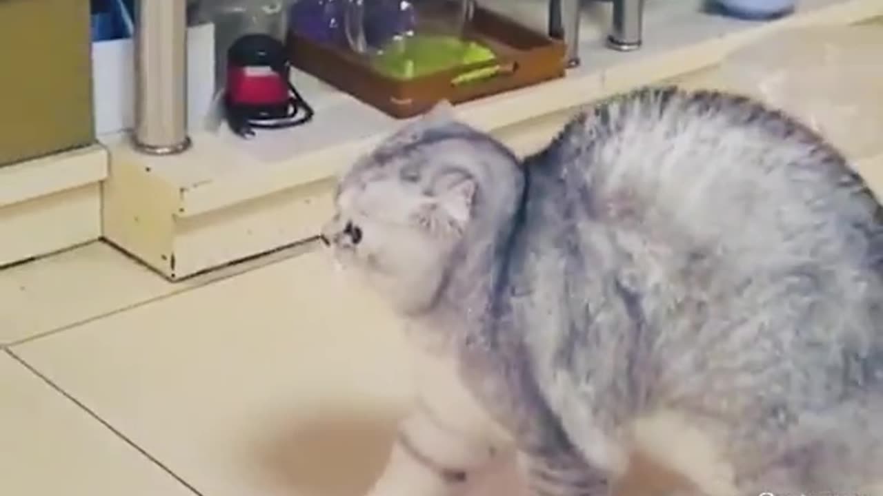 Cat and dog video