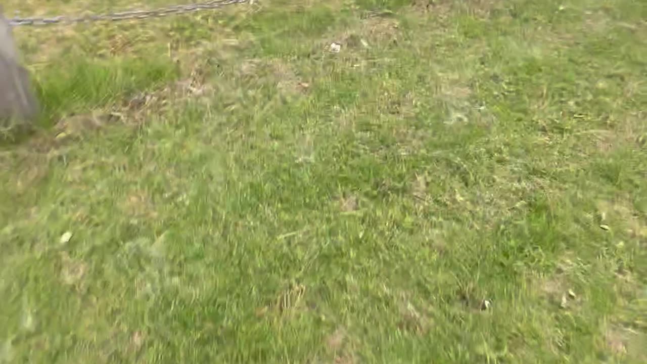 Dog's Attempt to Jump Chain Barrier Fails