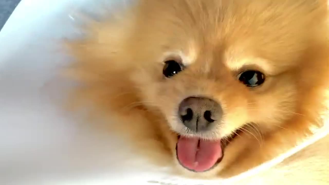 Portrait funny animals of a pomerani funny dog puppy, pomerani are attractive - Nature Hari world