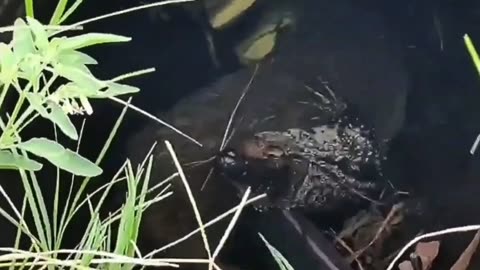 ferret detonates lizard