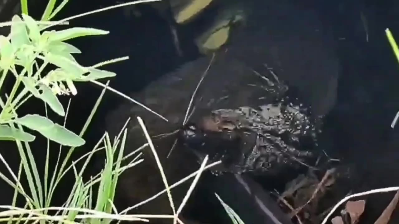 ferret detonates lizard