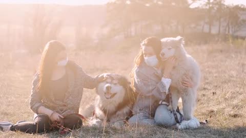 Big fluffy dogs