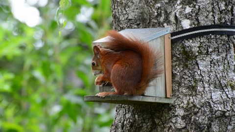 Squirrel Eating