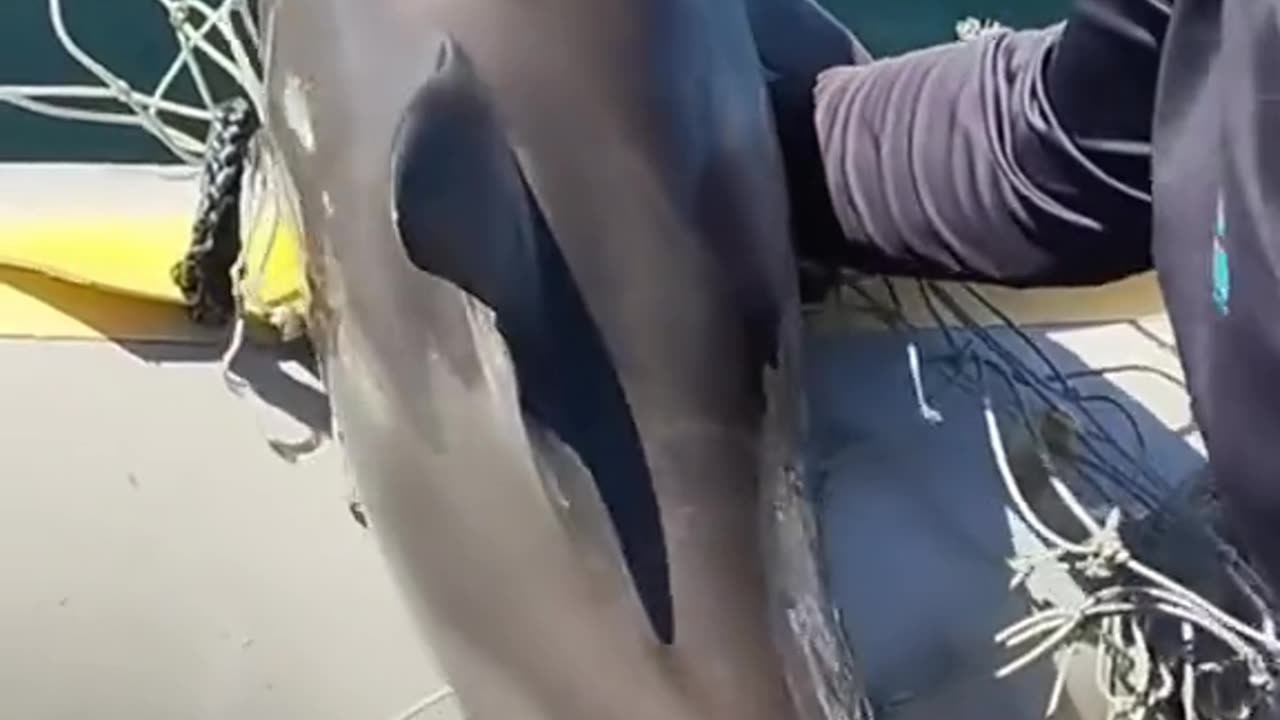 Rescue a dolphin trapped in a net
